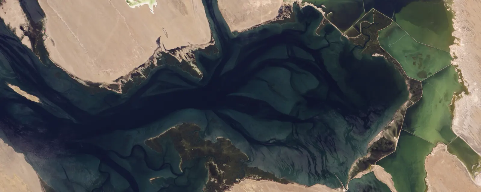 Imagen satelital de la laguna Ojo de Liebre: sus canales profundos se ramifican en oscuro sobre los bajos someros de color verde y arena