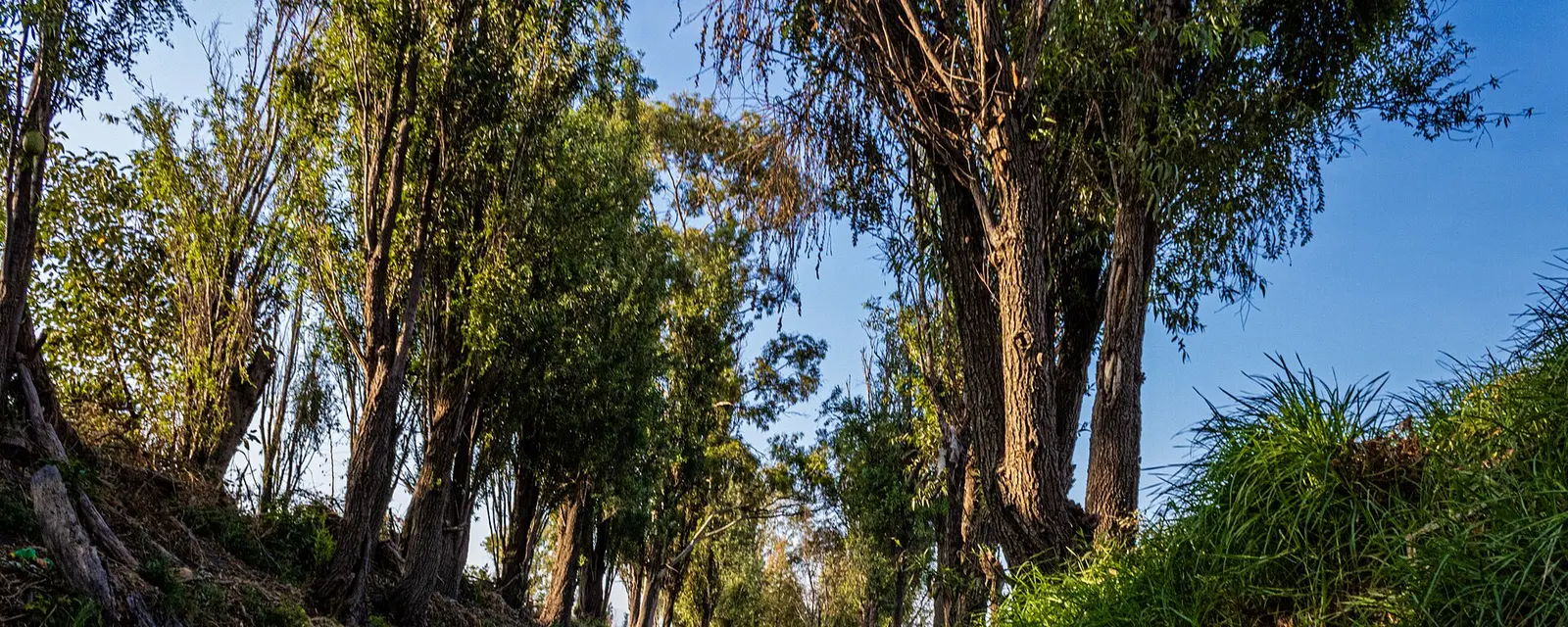 Jardín flotante en los canales de Tláhuac, Ciudad de México