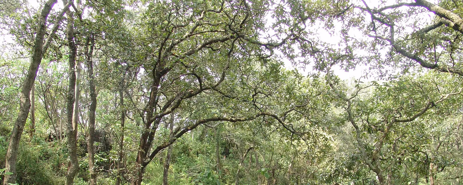 Sendero entre árboles en el Bosque de Tlalpan, Ciudad de México