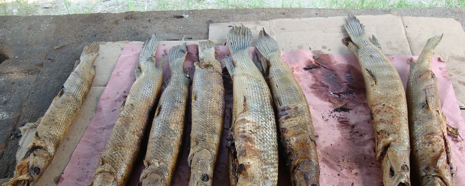 Pejelagartos asados en vara sobre la leña, el platillo más emblemático de Tabasco