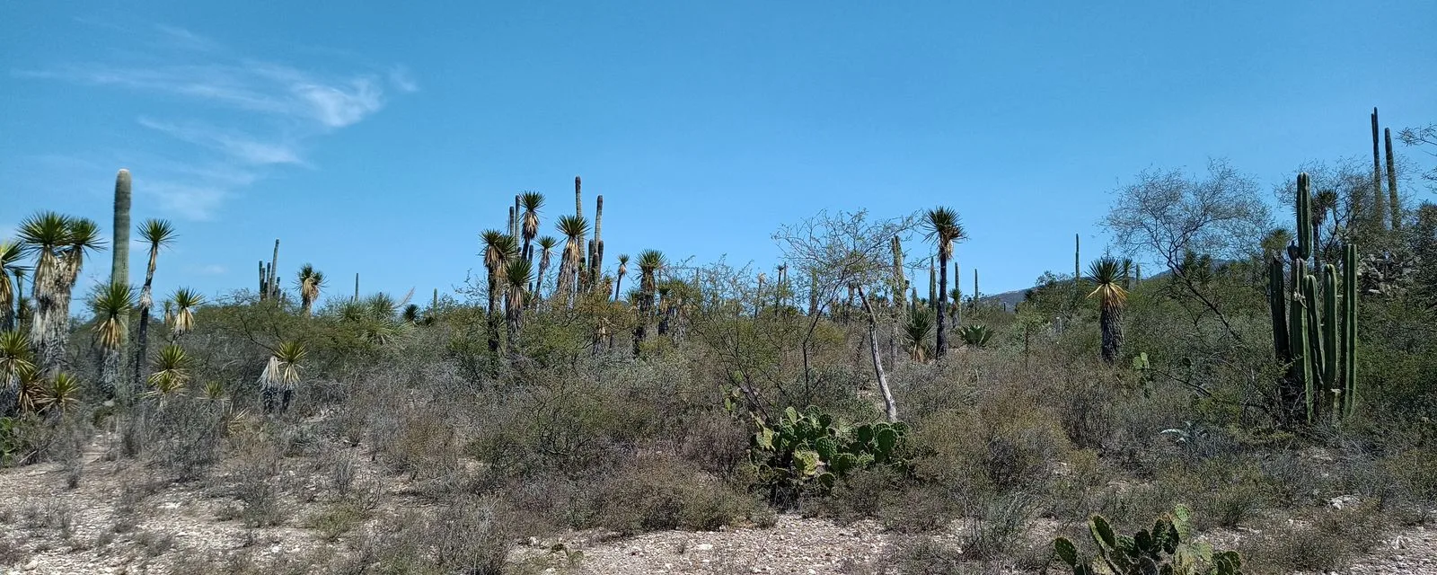 El bosque de cactáceas columnares del valle de Tehuacán-Cuicatlán en San Juan Raya: cardones, izotes y nopales sobre el suelo árido bajo cielo azul